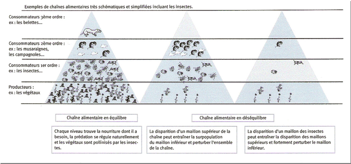 chaine alimentaire